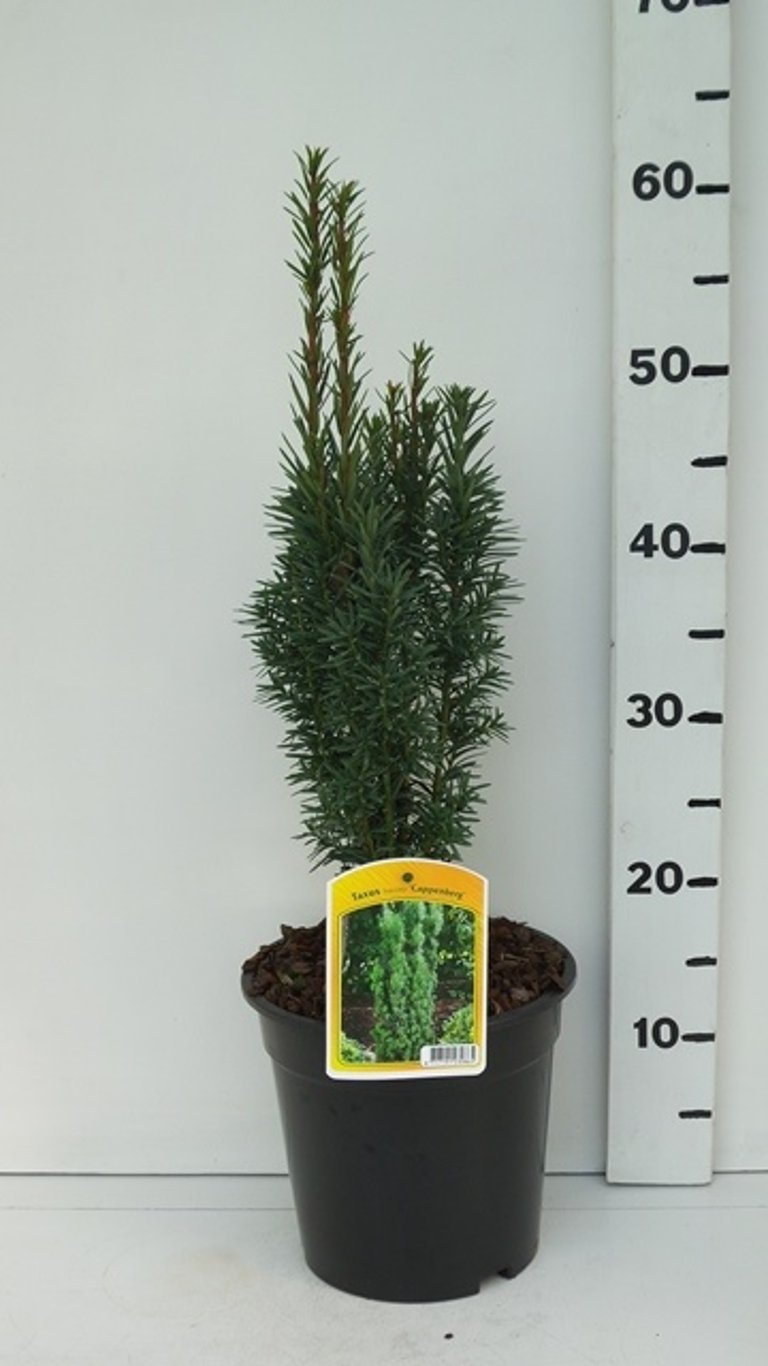 Taxus b. 'Cappenberg' - C3 30-40 CM